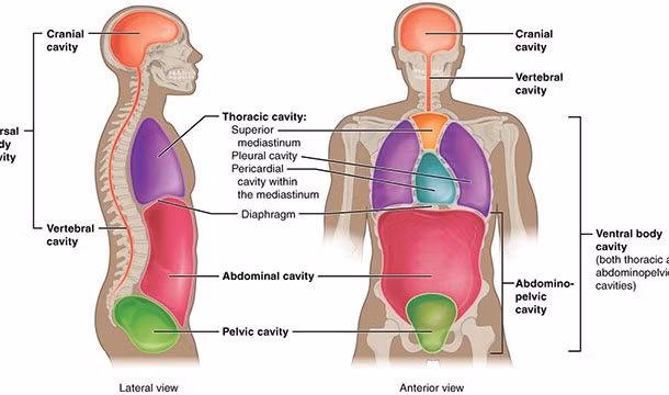 Thêm một sự thật bất ngờ về vàng: Cơ thể người chứa khoảng 0,2 mg vàng, chủ yếu là trong mạch máu.