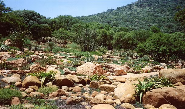 Gần như một nửa số vàng được khai thác từ Witwatersrand, Nam Phi.