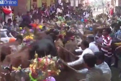 Mặc dù nguy hiểm nhưng hàng trăm người đàn ông đã đổ về thành phố Ujjain để tham dự lễ hội đã có lịch sử hàng trăm năm ở quốc gia Châu Á này. Những người tổ chức khẳng định chưa có trường hợp tử vong nào khi thực hiện nghi thức kỳ lạ trên.