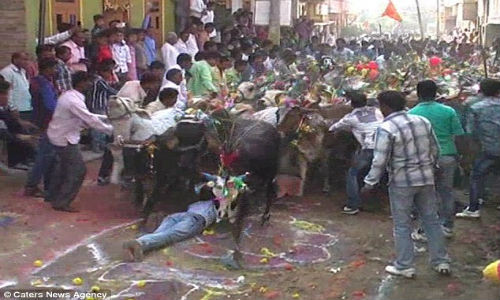 Rất nhiều bò được thả ra và giẫm lên lưng những người đàn ông Ấn Độ.