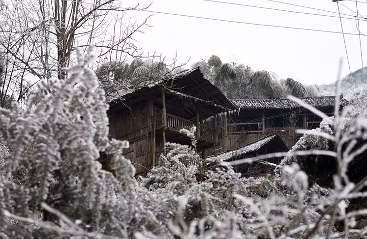 Cây cối cũng “hóa đá”.