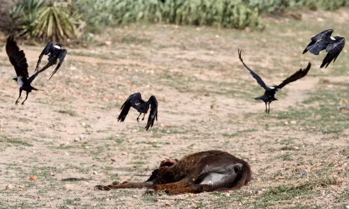 Trong khi nhiều khu vực trên khắp thế giới đang đối mặt với đợt rét kỷ lục thì hạn hán và nạn đói hoành hành Châu Phi. Ảnh: Kền kền bay lượn quanh một chú lừa đã chết vì ảnh hưởng của hạn hán ở vùng Masvingo, Zimbabwe ngày 21/1/2016.