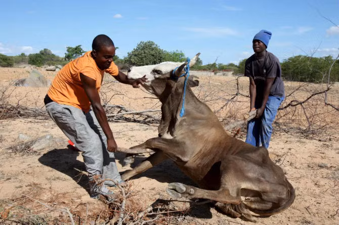 Am anh nan doi hoanh hanh Chau Phi-Hinh-5