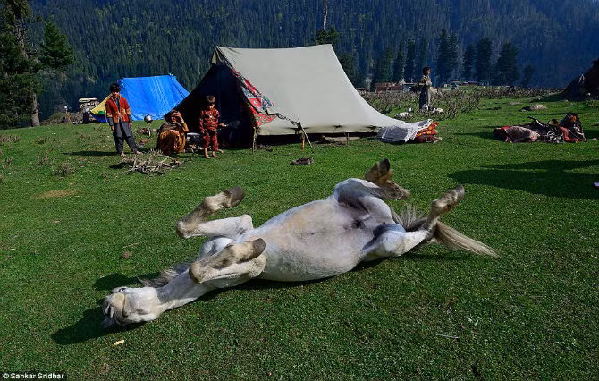 Các thành viên của bộ lạc dựng trại trong khi chú ngựa “nằm nghỉ” sau chặng đường mệt mỏi vì phải chở nhiều hàng hóa.