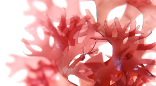  Tảo không phải là một phương pháp điều trị Covid-19 Gabriel Cousens, một nhà trị liệu ở Mỹ, khuyên nên ăn tảo đỏ để phòng ngừa và điều trị virus corona mới. Mặc dù có một số bằng chứng cho rằng tảo biển đỏ có thể làm bất hoạt một số chủng virus, chẳng hạn như virus herpes gây ra những vết rộp trên da. Tuy nhiên, không có bằng chứng nào cho thấy nó có tác dụng với virus corona mới.