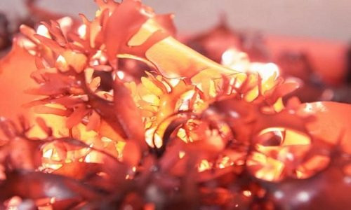 "Vấn đề là có khoảng 4.000 loài tảo biển đỏ, chỉ một số trong số đó có thể chống lại một số bệnh do virus và không chống lại được những bệnh khác", Văn phòng Khoa học và Xã hội McGill viết trên một thông báo phản hồi về lời khuyên của Gabriel Cousens và gọi đó là một "nội dung nhảm nhí".