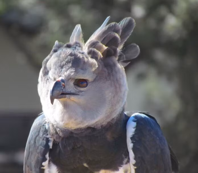 Cá thể cái khi trưởng thành thường nặng 6 – 9 kg, trong điều kiện nuôi nhốt chúng có thể nặng tới 12.3 kg. Trong khi đó, cá thể đực so với con cái thì có kích thước nhỏ hơn nhiều với chỉ khoảng 4 - 4,8 kg. (Nguồn Boredomtherapy)