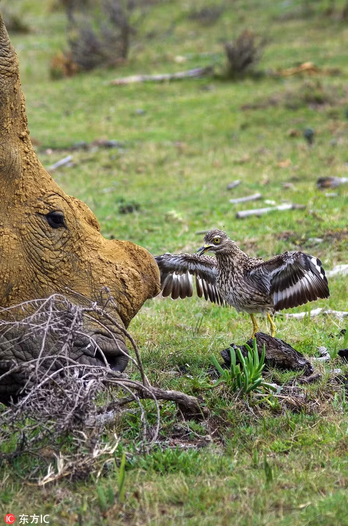 Con chim mẹ cứ thế vừa la hét, vừa giang đôi cánh như để cảnh cáo tê giác, muốn mẹ con tê giác di chuyển ra khỏi khu vực tổ của mình. Trước phản ứng dữ dội của chim mẹ, cuối cùng hai mẹ con tê giác cũng chuyển hướng, rời đi. (Nguồn Sina)