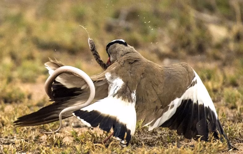 Trong ảnh là chim te te mẹ đang cuồng loạn tấn công và xé xác con rắn đã ăn thịt con mình. (Nguồn Sina)