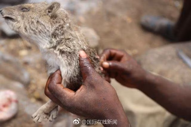 Đây là một trong những bộ tộc cổ nhất của loài người, dù tiếp xúc với thế giới hiện đại nhiều năm nay, song họ hầu như không thay đổi, vẫn giữ gìn văn hóa, nếp sống cũ, phụ thuộc hoàn toàn vào rừng, chỉ săn bắn và hái lượm để sống. Chính vì vậy, đàn ông trong bộ tộc thường săn bắn cực giỏi, hiếm có loài động vật nào họ nhắm đến thoát khỏi bàn tay của họ.(Nguồn Sina)