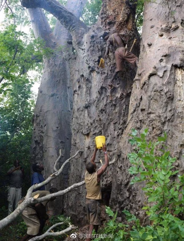 Hàng ngày, đàn ông đi săn, tìm mật ong và đàn bà đào củ, hái trái cây. Ăn hết thức ăn, đàn ông lại tổ chức đi săn. Họ không thực hiện trao đổi và cũng không tích trữ bất cứ loại thực phẩm gì. Trẻ con trong bộ tộc dường như có bản năng săn bắn, hái lượm ngay từ khi còn trong bụng mẹ. (Nguồn Sina)