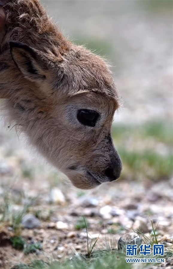 Cừu non lần đầu tiên khám phá thế giới, từ từ cúi chiếc mũi đen mềm mại xuống một cây cỏ xanh để hít hà. (Nguồn Sina)