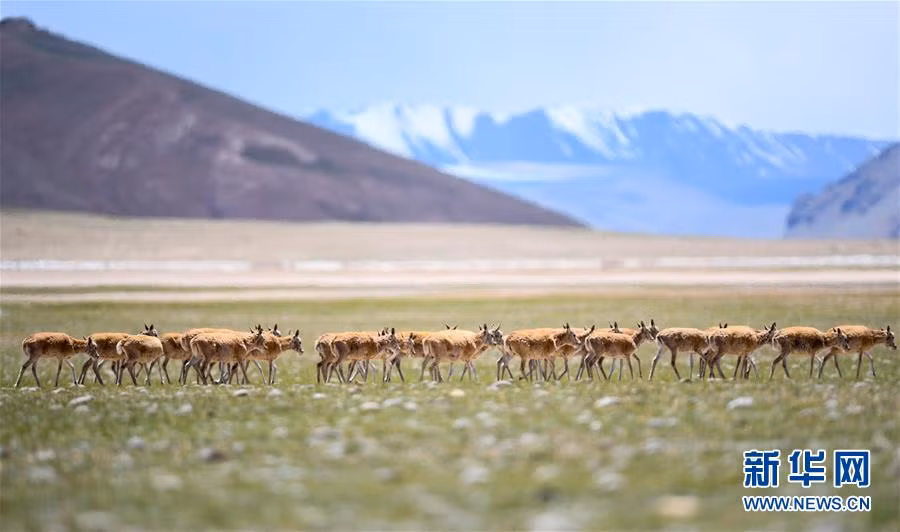 Hàng năm, cứ đến mùa sinh sản, những con linh dương cái mang thai sẽ di chuyển đến vùng đồng cỏ trù phú hơn, mục đích của chúng là để sau khi sinh con có điều kiện nuôi dưỡng con tốt hơn. Theo tìm hiểu, linh dương Tây Tạng mẹ chỉ sinh một con duy nhất vào khoảng giữa tháng Sáu và tháng Bảy hàng năm. (Nguồn Sina)