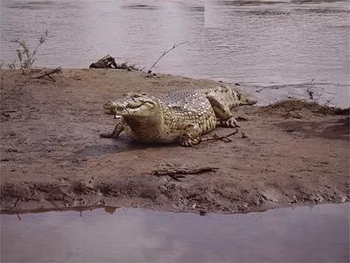 Có thể nói, cá sấu Gustave được mệnh danh là một trong 3 huyền thoại ăn thịt người đáng sợ nhất lịch sử. Hầu như tất cả những con ác thú ăn thịt người đều không hoành hành được lâu, sau khi lộng hành một thời gian ngắn, chúng sẽ bị người dân địa phương tiêu diệt. Thế như ác thú Gustave thực sự vẫn tồn tại, khôn ngoan theo năm tháng và trở thành nỗi ám ảnh của nhiều người dân sống trên dòng sông Nile. (Ảnh: Zing)