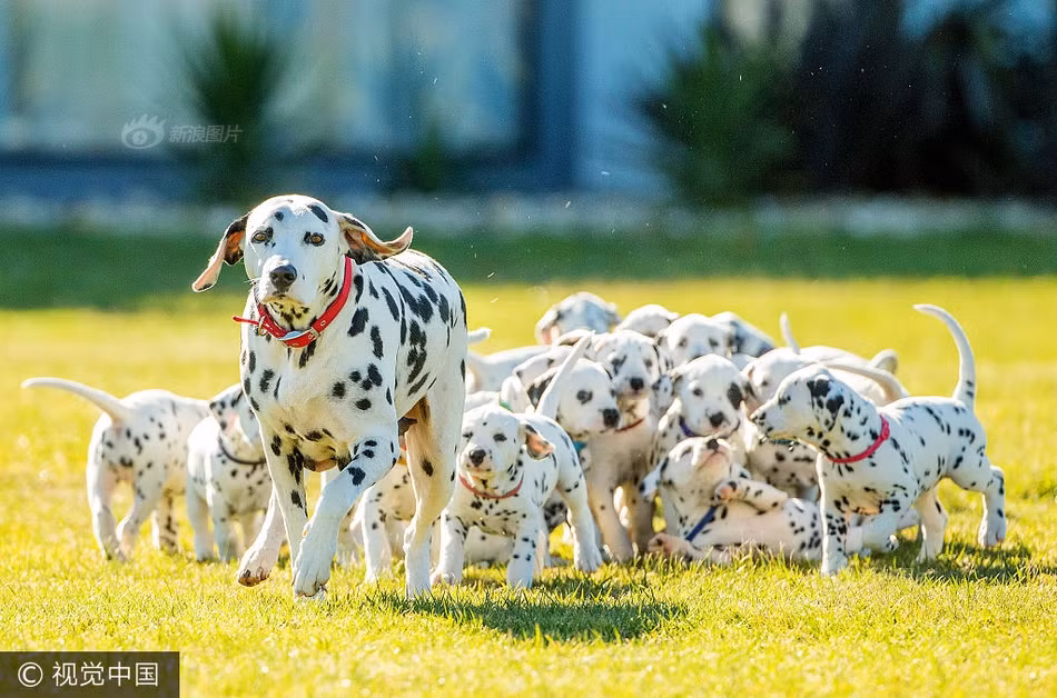 Theo cô Cecilia, chó đốm thường đẻ từ 8 đến 10 con, chính vì thế lần sinh nở này của Miley thực sự là một kỷ lục. (Nguồn Sina)