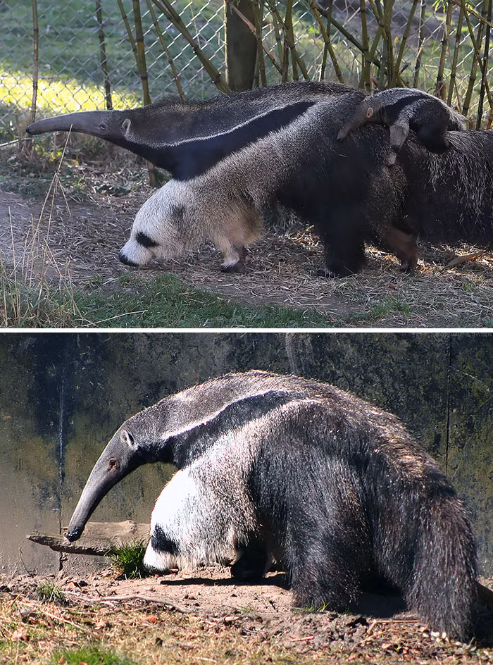 Bạn nhìn thấy gì? Con thú ăn kiến này có hai đầu? Một đầu là thú ăn kiến, đầu còn lại là một con gấu trúc gầy gò? Hoàn toàn không phải, con gấu trúc mà bạn nhìn thấy là hình ảnh đánh lừa thị giác mà thôi, đó thực chất là cái chân của thú ăn kiến. (Nguồn Bored Panda)