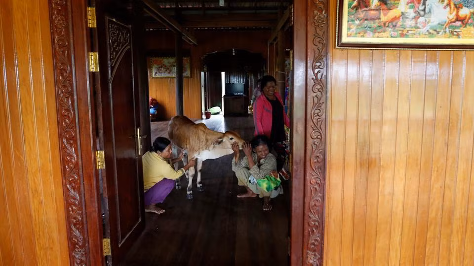 Bà Khim Hang chia sẻ rằng con bò năm tháng tuổi có những hành động chính xác như chồng bà. Ví dụ như con bò sẽ trèo lên tầng trên cùng trong nhà giống như chồng bà thường làm. Con cái của bà Khim Hang cũng tin rằng con bò chính là cha của họ. (Nguồn: Hindustantimes)