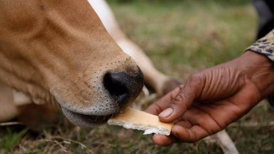 Những cử chỉ ngọt ngào của con bò kỳ lạ khiến cho người phụ nữ tin rằng nó chính là kiếp sau của ông Tol Khut, chồng bà. "Con bò liếm tóc, liếm cổ và thậm chí còn hôn tôi. Tôi tin rằng con bò là chồng tôi bởi vì bất cứ điều gì nó làm cũng giống như chồng tôi đã làm khi còn sống", bà Khim Hang vui vẻ cho biết. (Nguồn: Hindustantimes)