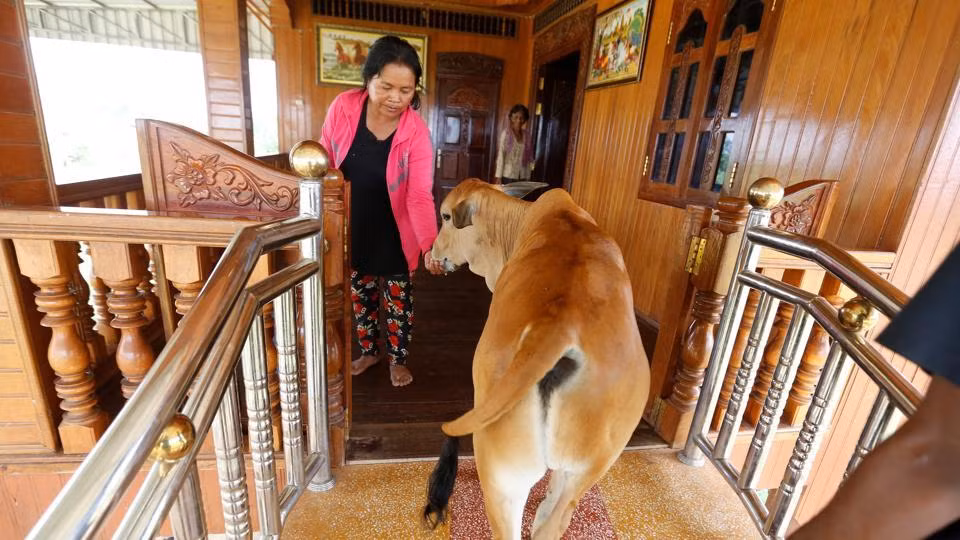 Con trai của bà Khim Hang, Tol Vandy, nói rằng con bò năm tháng tuổi thường liếm tay của họ hàng để bày tỏ sự yêu mến. Toy cũng cho rằng hành động của con bò đủ để chứng minh nó chính là kiếp sau của ông Tol Khut. (Nguồn: Hindustantimes)