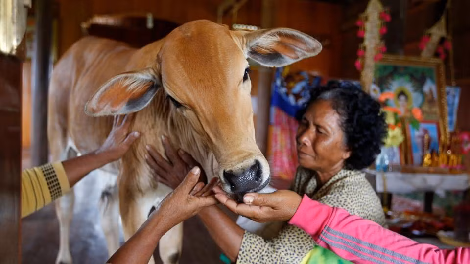 Được biết, chồng của bà Khim Hang đã qua đời khoảng một năm về trước, còn con bò mà bà cưới làm chồng mới ra đời vào tháng Ba vừa qua. (Nguồn: Hindustantimes)