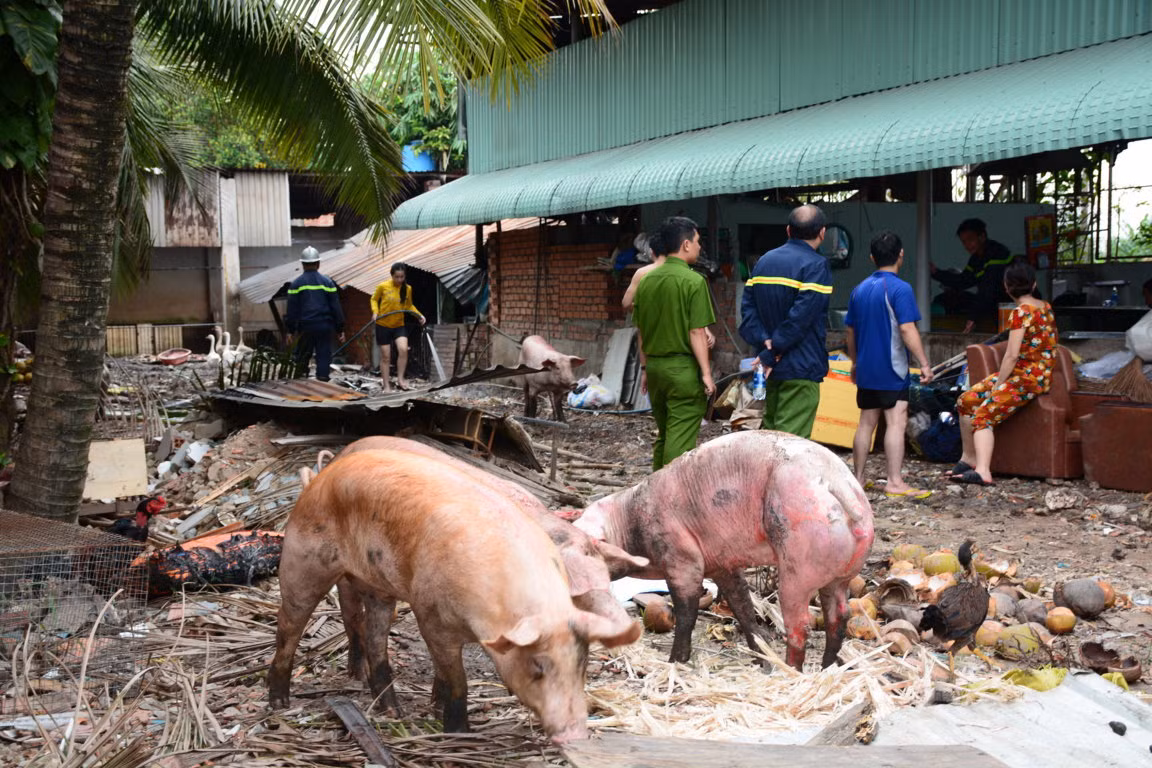 Chay trang trai nuoi heo, hang chuc con chet