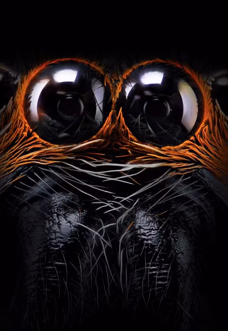 Cận cảnh một đôi mắt của loài nhện nhảy, đôi mắt kỳ lạ giống như nhìn thấu linh hồn của người xem. (Nguồn Sina)