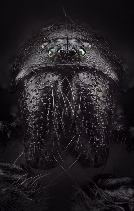 Thường thì, Javier sẽ mất khoảng vài giờ để chụp một cá thể nhện, sau đó ông mất khoảng vài ngày để xử lý hậu kỳ, cho ra đời một bức ảnh chân dung loài nhện ưng ý nhất. (Nguồn Sina)