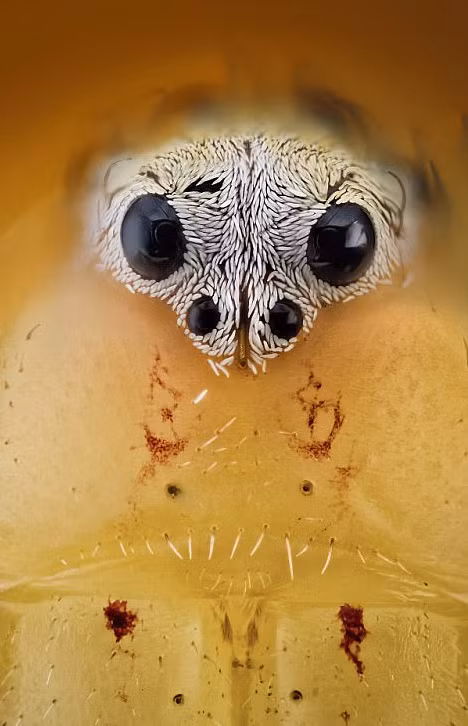 Javier cũng nói thêm, nhện nhảy có những con mắt rất đặc biệt. Thường mỗi con nhện nhảy có tới 4 mắt, quan sát cực tốt 4 phương, 8 hướng. (Nguồn Sina)