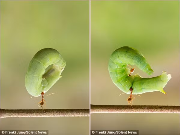 Theo chia sẻ của nhiếp ảnh gia trẻ tuổi Frenki, kiến đỏ đã cắn con sâu dài khoảng 5cm trước khi nâng bổng con sâu lên một cách dễ dàng. (Nguồn Sina)