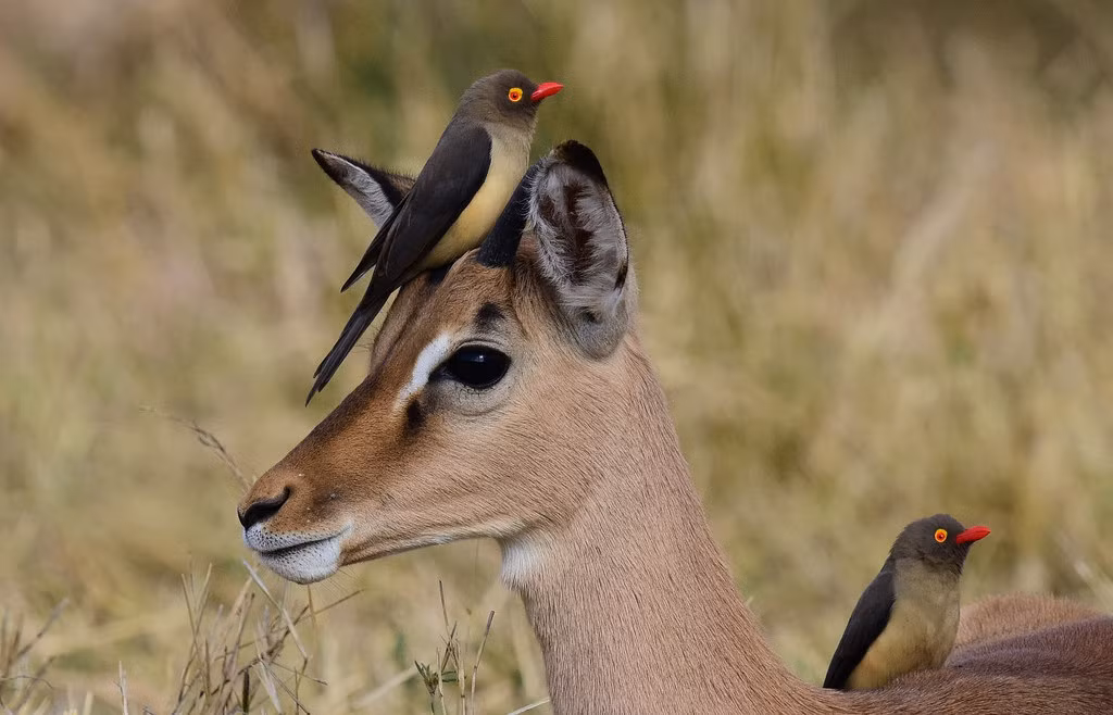 Theo tìm hiểu, thức ăn ưa thích của những con chim nhỏ bé này chính là máu tươi. Trong trường hợp chúng không săn được bọ, ve đã hút căng máu của vật chủ, những con chim khát máu này sẵn sàng hút máu trực tiếp bằng cách mổ vào vết thương của động vật có vú, khiến những động vật này vô cùng đau đớn và có nguy cơ nhiễm trùng cao. (Ảnh: Flickr)