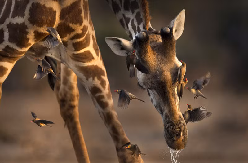 Theo quan sát của nữ nhiếp ảnh gia Shaaz Jun, con hươu cao cổ thực chất không hào hứng hợp tác với bầy chim sẻ đang tranh thủ bắt ve trên cơ thể mình. Nó tỏ ra khó chịu vì đang uống nước cũng bị những con chim làm phiền. (Nguồn Sina)