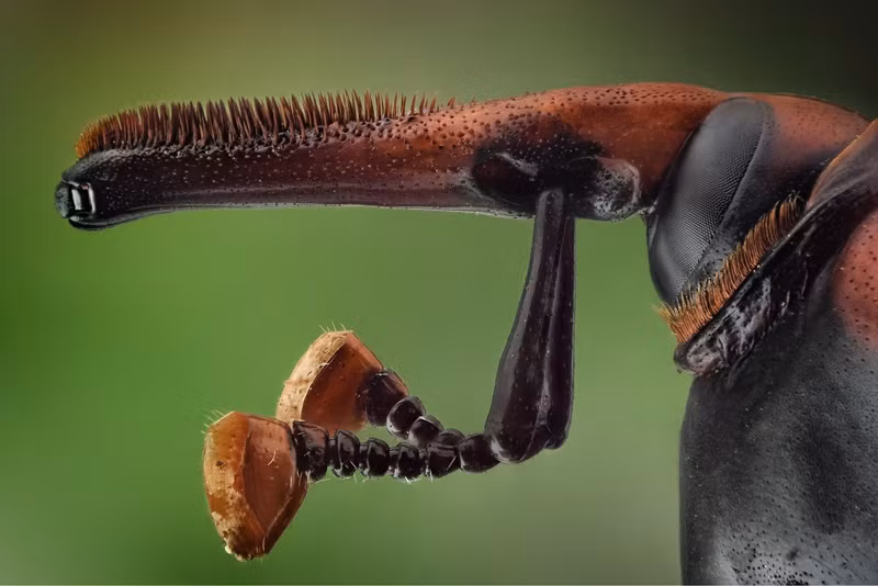 Mọt cọ đỏ trưởng thành tương đối lớn, có chiều dài từ 2 đến 4cm và thường có màu đỏ rỉ sét. Tuy nhiên ngoài màu sắc đó, chúng có nhiều biến thể màu sắc khác và thường được phân loại theo các màu sắc đặc trưng. (Nguồn Sina)