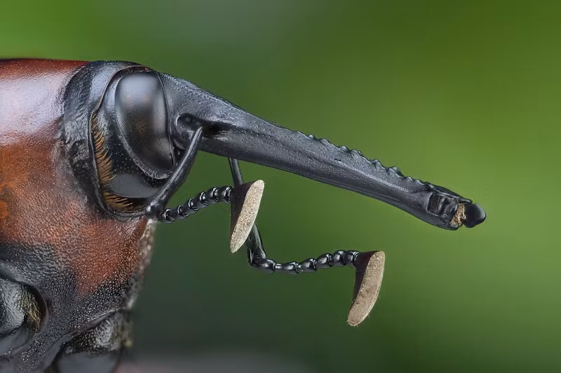 Theo tìm hiểu, mọt cọ đỏ còn được gọi là bọ cánh cứng Sago, tên khoa học là Rhynchophorus ferrugineus, là một loài côn trùng trong họ bọ vòi voi Curculionidae. Ấu trùng của loài bọ này sinh sống chủ yếu trong thân cây cọ Sago và được người dân địa phương coi chúng là một món ăn ngon và bổ dưỡng. (Nguồn Sina)