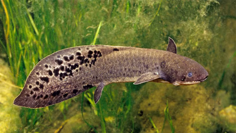 Sở dĩ được gọi là cá phổi bởi loài cá này có phổi rất phát triển, khác xa với những loài cá khác. Đặc tính này giúp nó có thể thở được như động vật sinh sống trên cạn. Song, cái gì cũng có mặt lợi và mặt hại, cá phổi hoàn toàn có thể bị chết đuối nếu ở trong nước quá lâu, không được lên cạn. (Ảnh: World Aquarium)