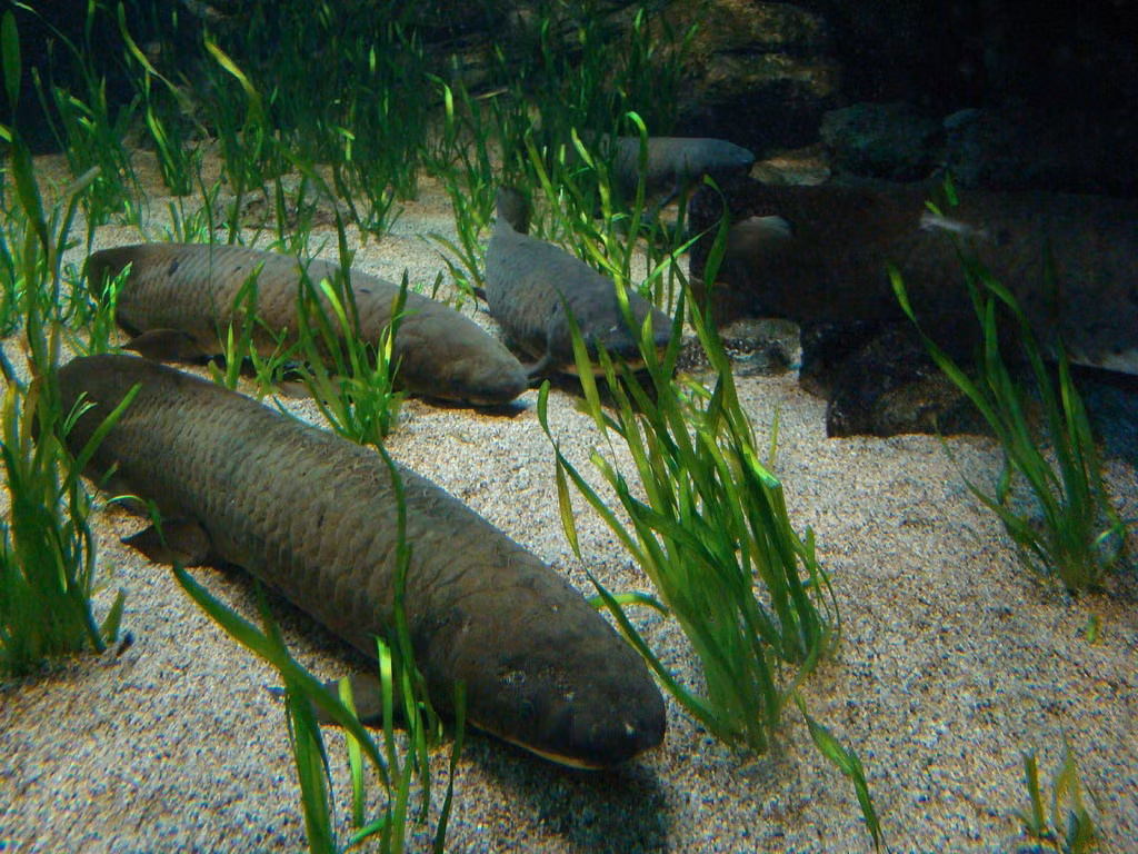 Bạn có thể nghe thấy gấu ngủ đông, rắn ngủ đông nhưng cá ngủ đông thì chắc chưa bao giờ. Tuy nhiên, sự thực là cá phổi có khả năng ngủ đông. Khi mùa khô đến, những con cá này tích trữ rất nhiều nước trong phổi và giấu mình vào trong bùn, ngủ một giấc dài để hạn chế tối đa khả năng mất nước. (Ảnh: Zoopicture)