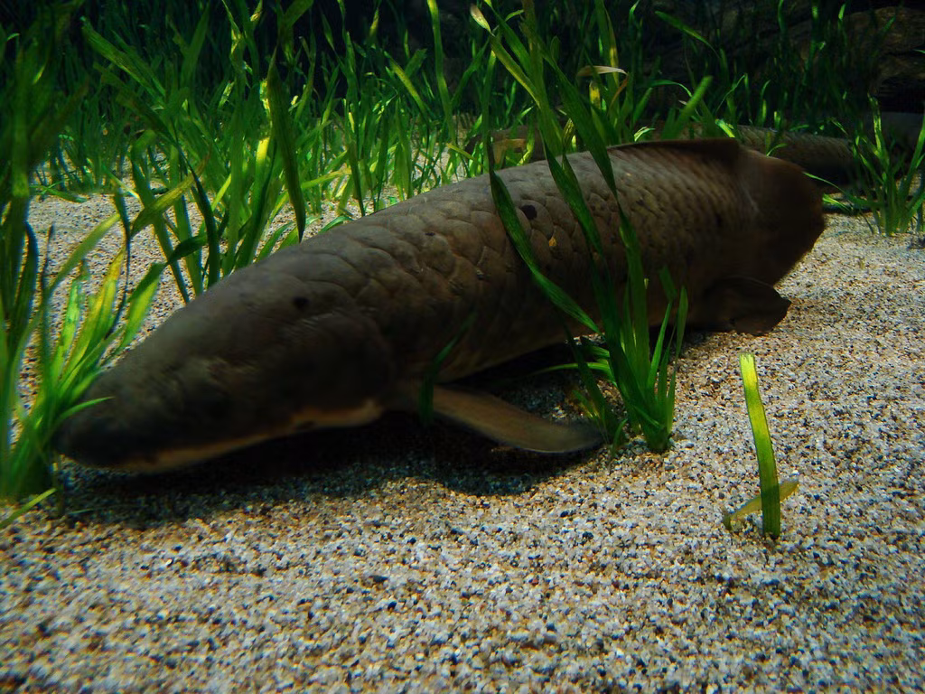 Đồng thời, các chất thải gốc protein được chuyển hóa từ amoniac thành dạng ít độc hại hơn là u rê (thông thường, cá phổi bài tiết chất thải gốc nitơ dưới dạng amôniắc trực tiếp vào trong nước). (Ảnh: Zoopicture)