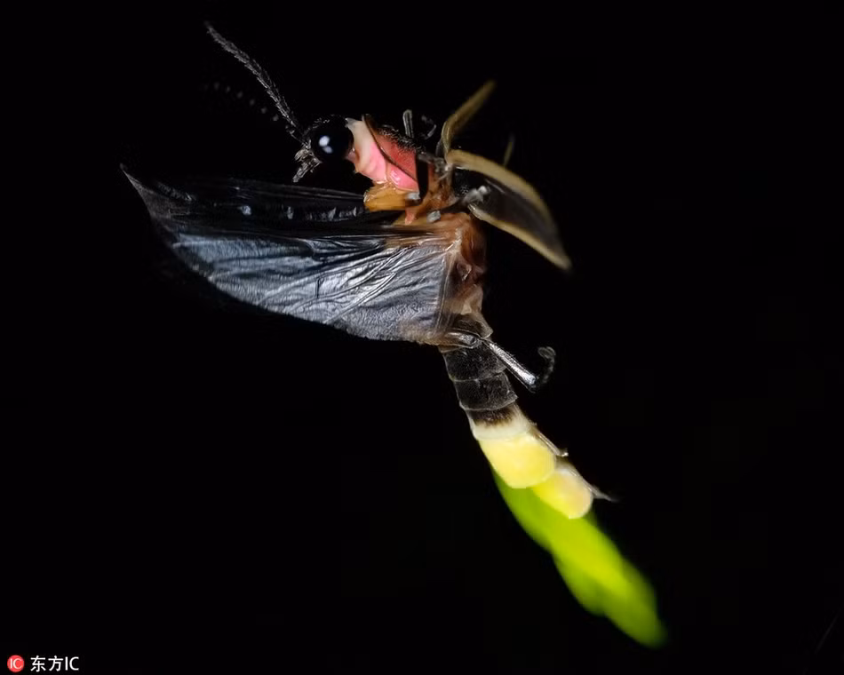 Terry sống ở Evansville, tiểu bang Indiana, Mỹ. Những bức ảnh ấn tượng về loài đom đóm này được chụp gần nhà anh. (Nguồn Sina)