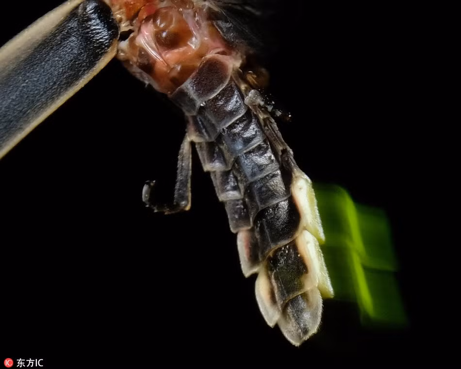 Và từ những hàng sa số bức ảnh về đom đóm, Terry chỉ có thể chọn ra số ít bức ảnh xuất sắc nhất giống như thế này để triển lãm. (Nguồn Sina)