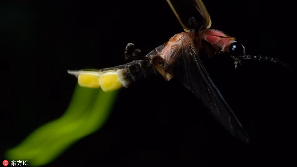 Trong những hình ảnh của nhiếp ảnh gia người Mỹ, Terry Priests, người xem không chỉ nhìn thấy cấu tạo rõ ràng cơ thể của đom đóm, mà còn có thể thấy được dải sáng huyền ảo do cơ chế phát quang sinh học của đom đóm tạo nên. (Nguồn Sina)