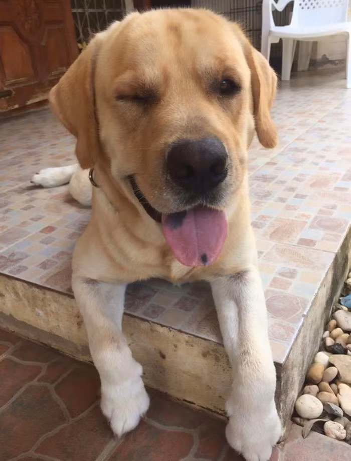 Cai om gay bao MXH cua hai chu cho va su that cam dong-Hinh-4