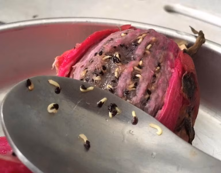 Kinh hai qua thanh long trang "luc nhuc", thi ra su that lai ky dieu vay-Hinh-4