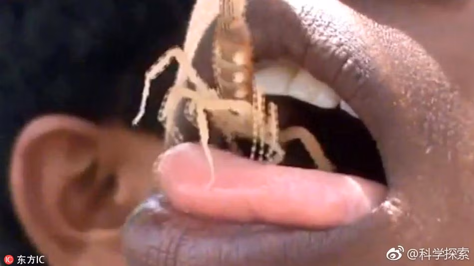 Cũng tại đất nước Ấn Độ, những con bọ cạp chẳng hề bị sợ hãi. Thậm chí, nó còn được coi như món ăn ngon miệng của những người bạo gan. (Nguồn Sina)