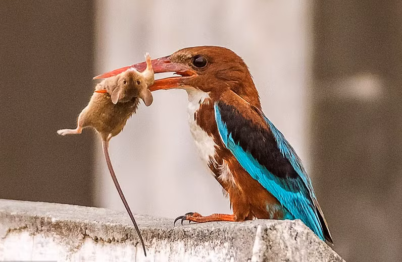 Về phần chim bói cá, nó đập con chuột vào tường hết lần này đến lần khác, mặc dù con chuột hoàn toàn kiệt sức và bỏ cuộc, phó mặc cho số phận, chim bói cá vẫn không yên tâm. Chỉ đến khi con chuột chết hẳn, chim bói cá mới thả lỏng và bắt đầu thưởng thức bữa ăn kỳ lạ của mình. (Nguồn Sina)