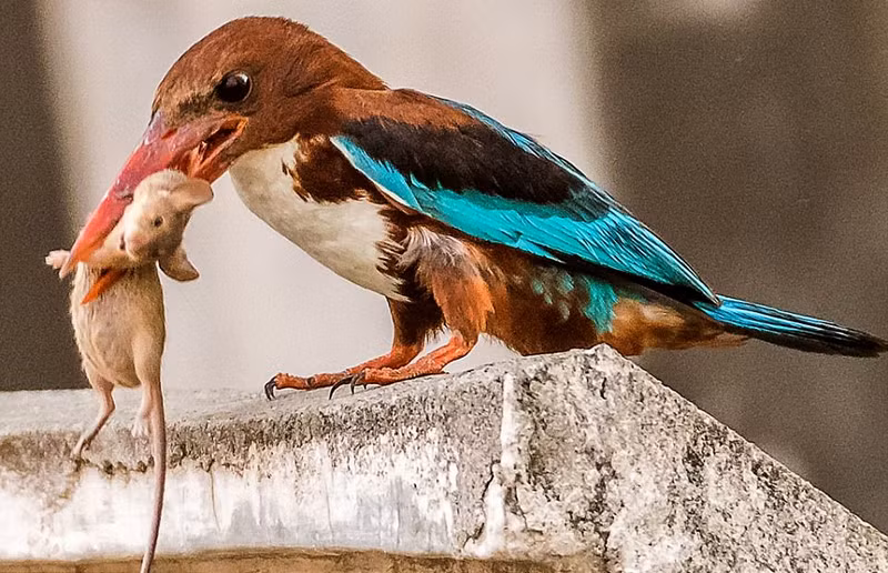 Mặc dù con chuột đã nỗ lực trốn thoát rất nhiều lần, nhưng lần nào cũng thất bại trước sự khôn ngoan và kiên trì của chim bói cá. (Nguồn Sina)