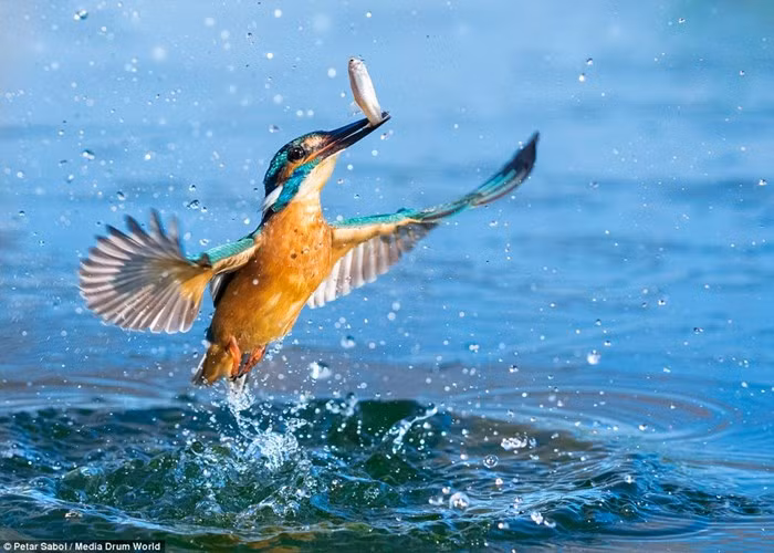 Rất hiếm khi các nhiếp ảnh gia động vật hoang dã ghi được những hình ảnh chim bói cá săn các loài động vật khác, đặc biệt là chuột thì lại càng không. (Nguồn Sina)