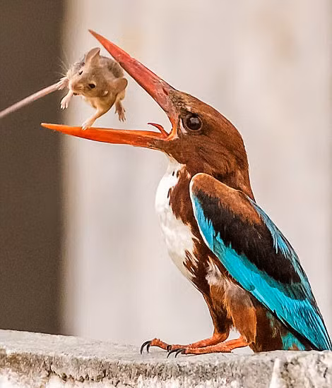 Tại thời điểm đó, Vivek đang đi ra ngoài, sau khi phát hiện con chim bói cá đang ngậm trong mỏ một con chuột nhỏ, anh đã chạy vội về nhà và lấy máy ảnh, ghi lại những hình ảnh ngoạn mục và hiếm có này. (Nguồn Sina)