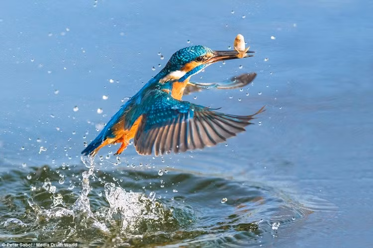 Sở dĩ có cái tên là chim bói cá cũng bởi loài chim này sở hữu khả năng săn cá thần sầu. Trong ảnh là khoảnh khắc chim bói cá săn mồi ở gần thị trấn Palovec, Croatia. Ảnh do Petar Sabol, một nhân viên kỹ thuật giao thông nhưng đam mê chụp ảnh ghi lại. (Nguồn Sina)