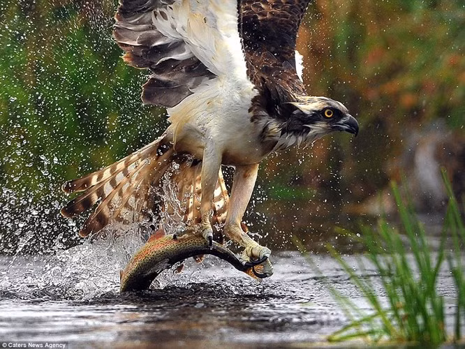 Trong thiên nhiên hoang dã, ưng biển nổi tiếng là loài chim săn mồi có tỉ lệ đi săn thành công cao, không hề thua kém loài chim đại bàng được mệnh danh là chúa tể bầu trời. (Ảnh: Dailymail)