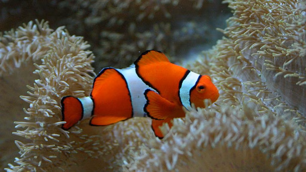 Thực tế, cá hề là loài lưỡng tính tuần tự, có nghĩa là chúng luân phiên giữa giới tính đực và cái ở một số thời điểm trong cuộc đời. Tùy thời, chúng có thể tự thay đổi giới tính của chính mình. (Ảnh Azanimal)