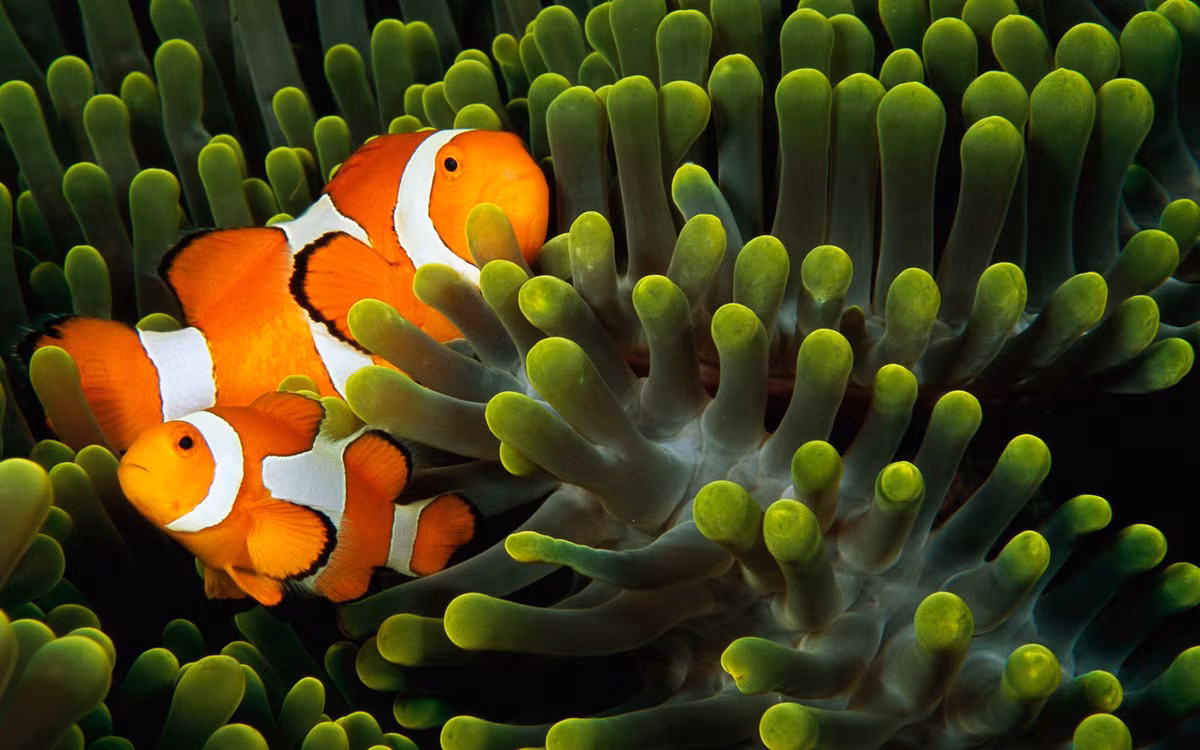 Nổi tiếng và được biết đến rộng rãi trên khắp thế giới qua bộ phim hoạt hình bom tấn "Đi tìm Nemo", cá hề thực sự rất thu hút. Tuy nhiên, ít ai biết được rằng, đời sống của loài cá kỳ lạ này còn nhiều điều vô cùng thú vị. (Ảnh: Starfish)